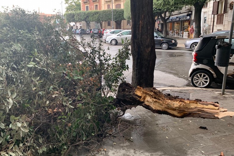 Albero caduto in piazza Conteduca
