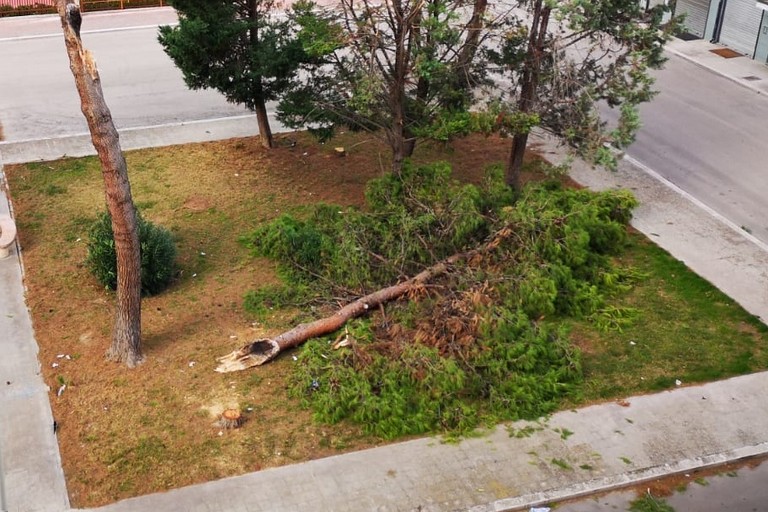 Albero spezzato