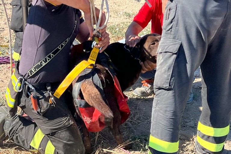 Salvato cane caduto in un pozzo scoperto in via del Gelso