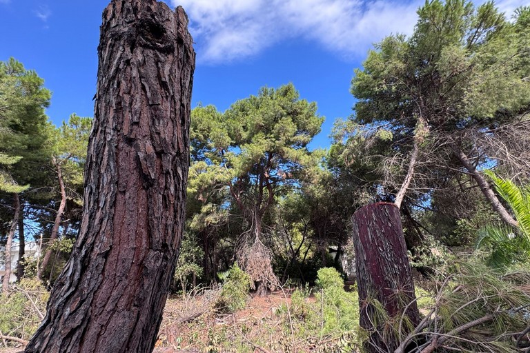 Alberi tagliati nella zona di via Respighi e Ponte Parilli