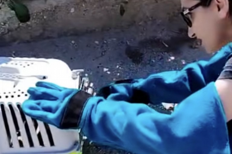 Soccorsa a Barletta una volpe in fin di vita, Distaso: «Grande sinergia con la Polizia Municipale»