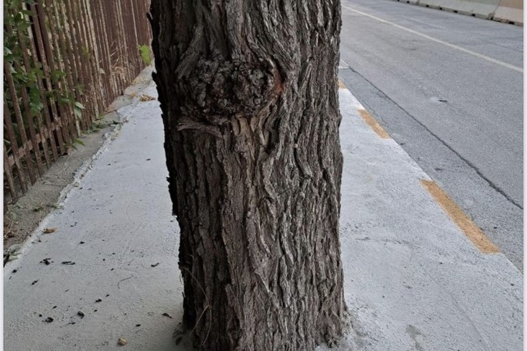 Alberi cementati via Veneto