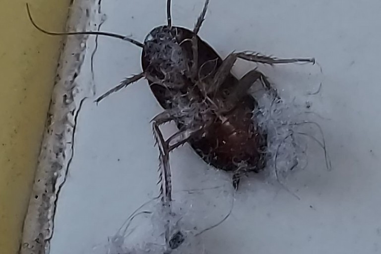 Scarafaggio quartiere Borgovilla