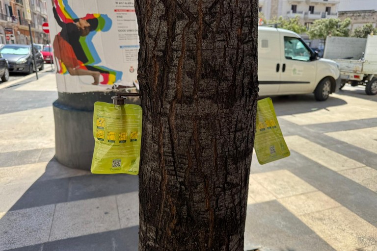 Lecci in Piazza Aldo Moro