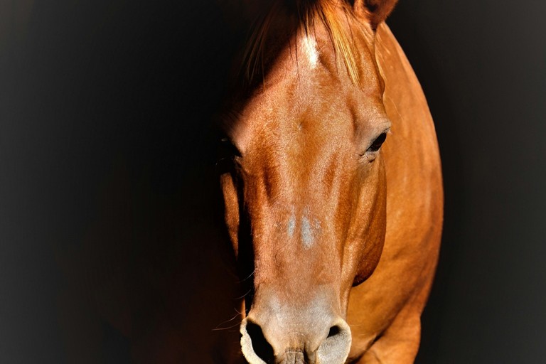 Cavallo