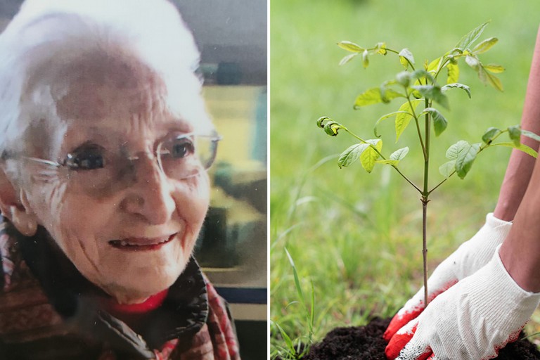 Un carrubo in ricordo della maestra Anna Paola Iorio