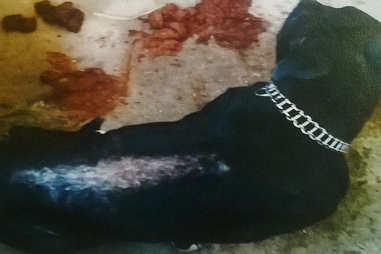 Maltrettamento animale