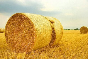 Ripartiamo dalla Pasta