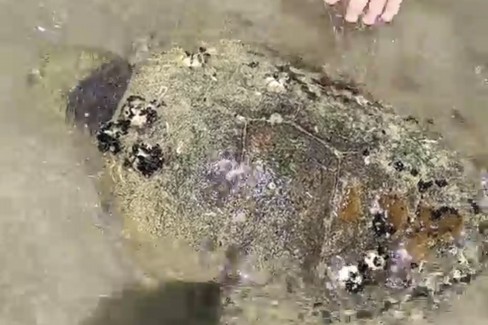 Tartaruga senza vita lungo la costa di Barletta