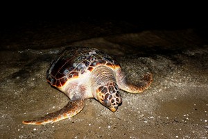 Tartaruga spiaggiata sulla Litoranea di Ponente