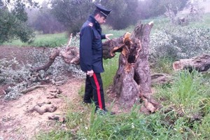 Barletta uno degli ulivi abbattuti prima di essere ridotto a pezzi