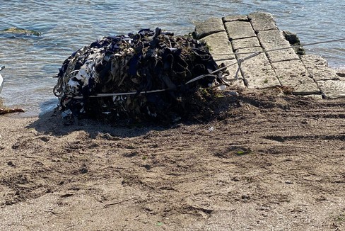 Pericolo ecologico alla foce del Ciappetta Camaggio