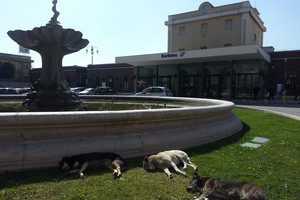 Cani randagi piazza Conteduca stazione Barletta