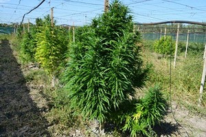 Coltivazione Marijuana