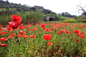 Fontana San Ruggiero tra i tulipani