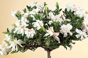 Gardenia