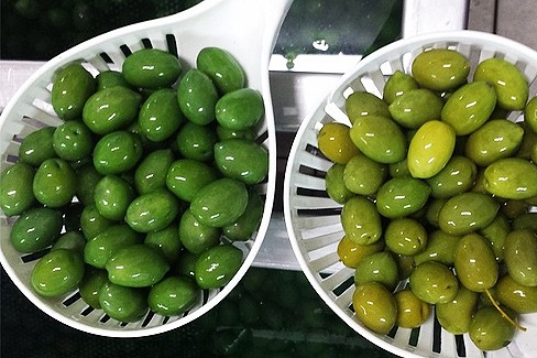Olive colorate