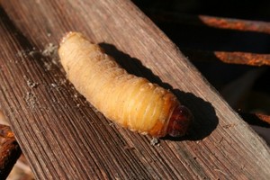 Punteruolo rosso - larva