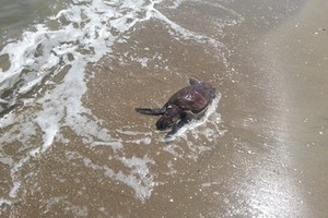 Tartaruga morta sulla spiaggia di Ponente