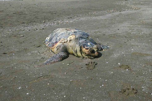 Tartaruga Spiaggiata