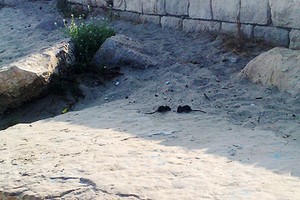 Topi in spiaggia