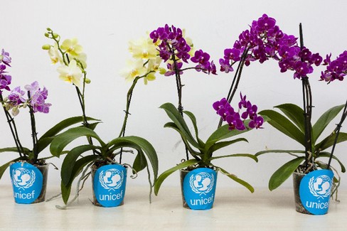 Le orchidee dell'Unicef arrivano anche a Barletta