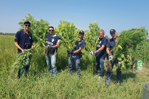 Piantagione di marijuana a Barletta, in azione la Polizia di Stato