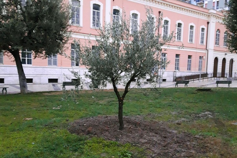 Olivo appena piantato nei giardini De Nittis