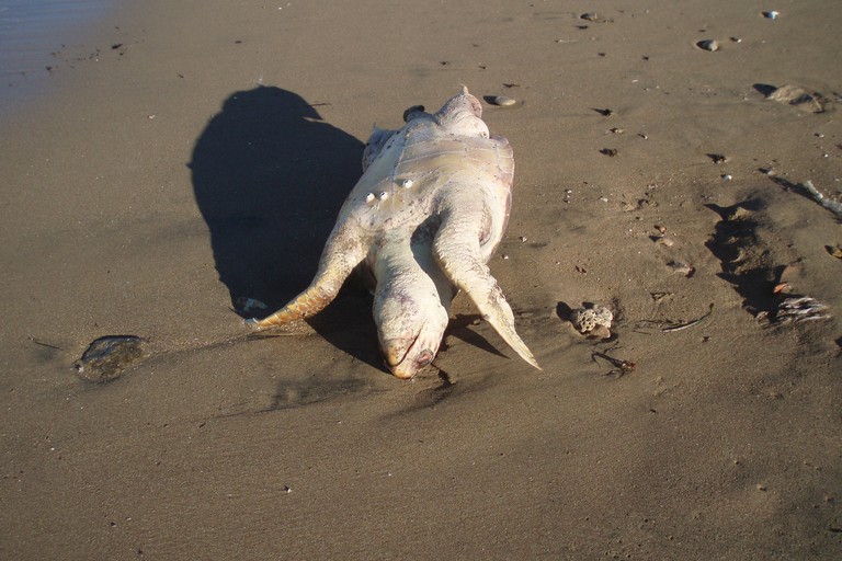 Tartaruga marina senza vita sulla costa tra Barletta e Trani