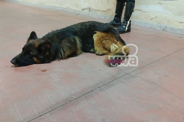 Cane salvato dalla Polizia locale