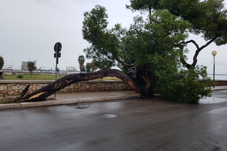 Crolla un albero sulla litoranea di Levante a Barletta