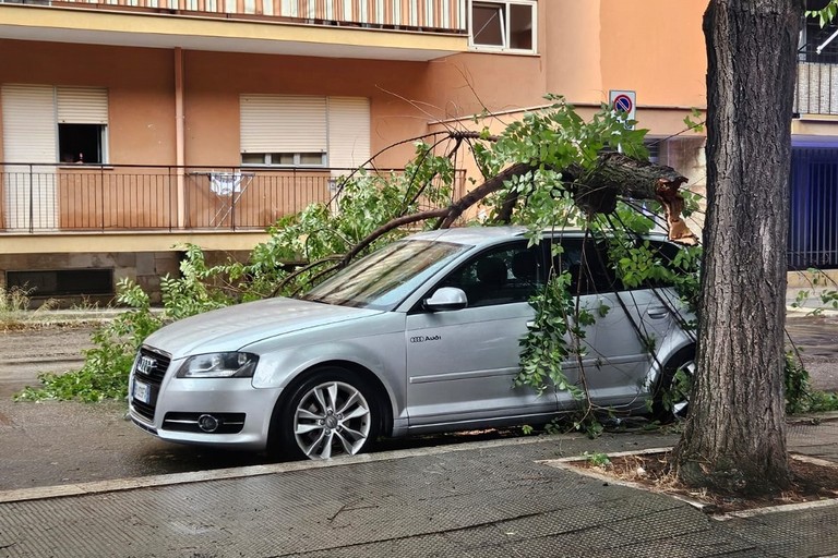 Ramo di albero cade su un’automobile in sosta in via delle Belle Arti