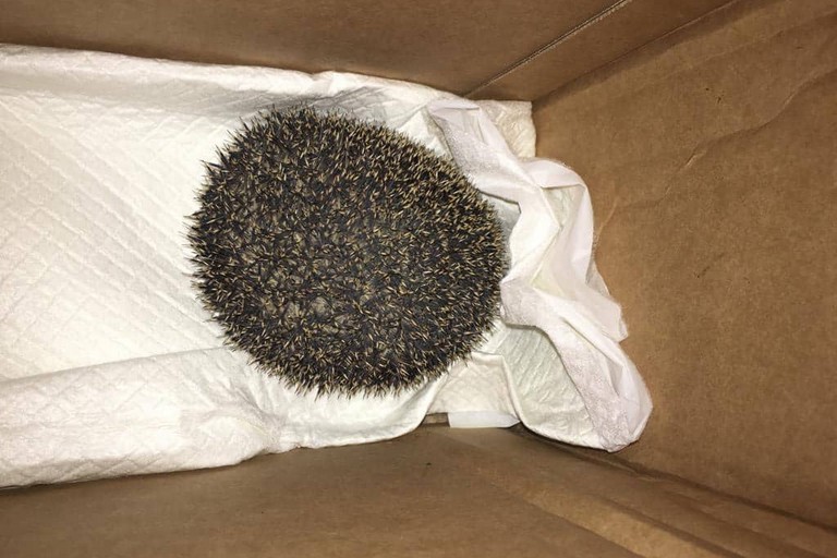 Riccio salvato da una bambina