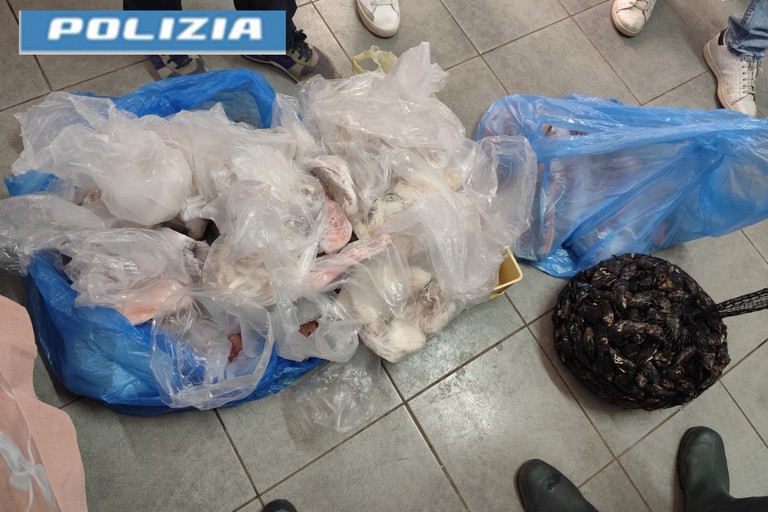 Sequestrati oltre 100 kg di pescato irregolare a Barletta e Andria