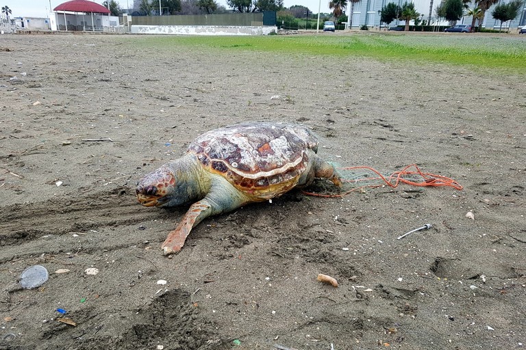 Tartaruga senza vita sulla spiaggia di Barletta