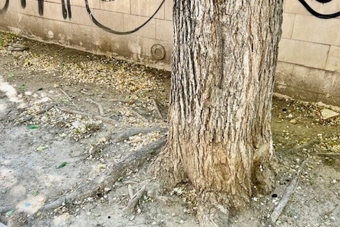 verde pubblico da irrorare