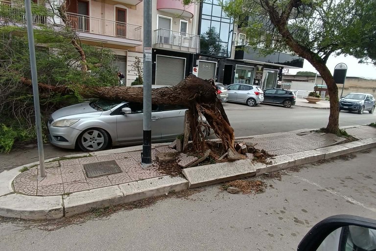 Via Ponchielli Albero Spezzato Barletta
