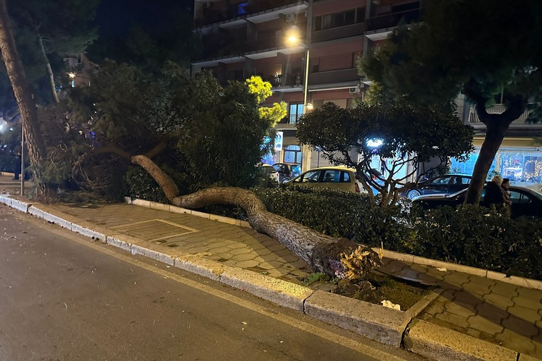 Cade albero in piazza Castello