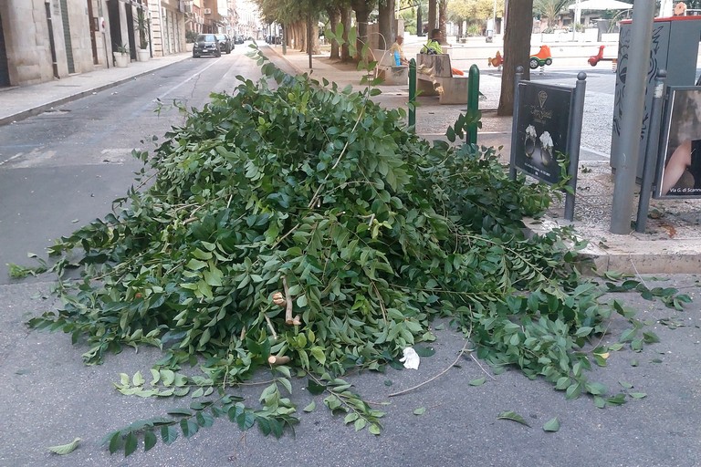 Alberi potati in piazza Federico II di Svevia