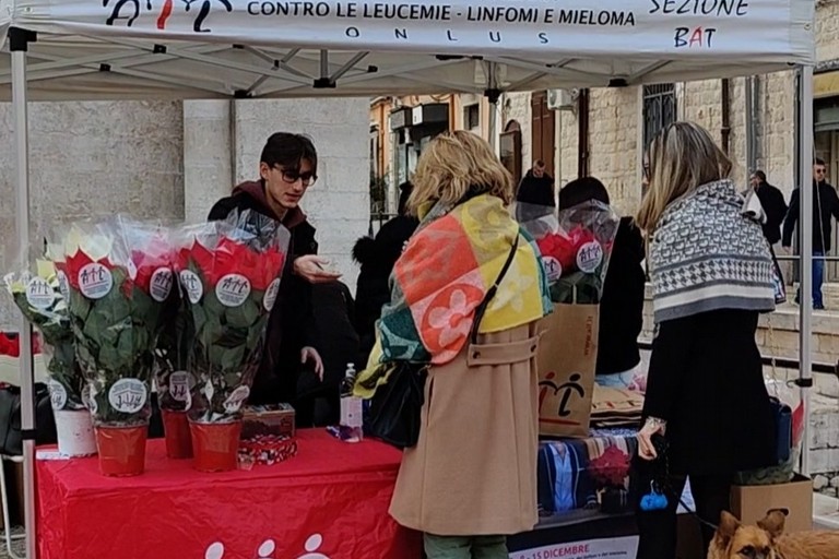 Stelle di Natale dell'AIL