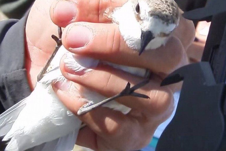 Primo inanellamento dei fratini