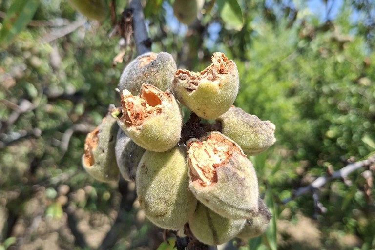 Pappagalli verdi, Coldiretti Puglia: «Razzia di frutta e mandorle nella pineta dello Sterpeto a Barletta»
