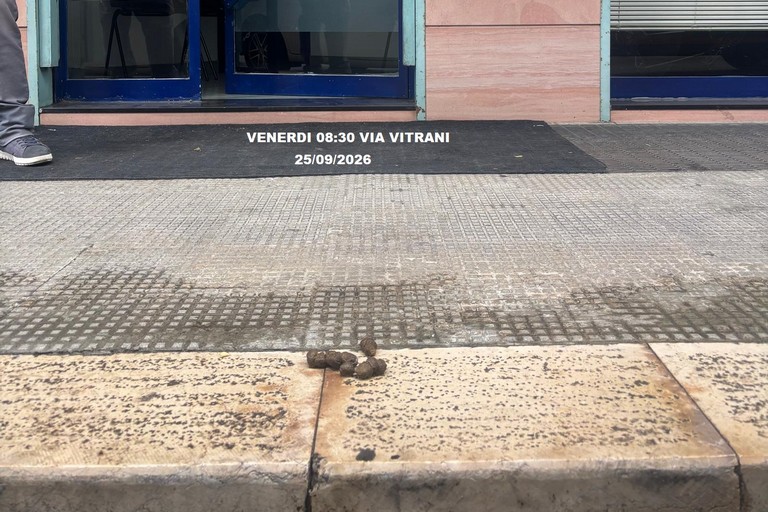 Deiezioni canine